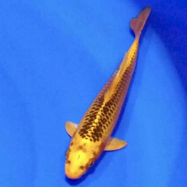 Aka matsuba 22cm