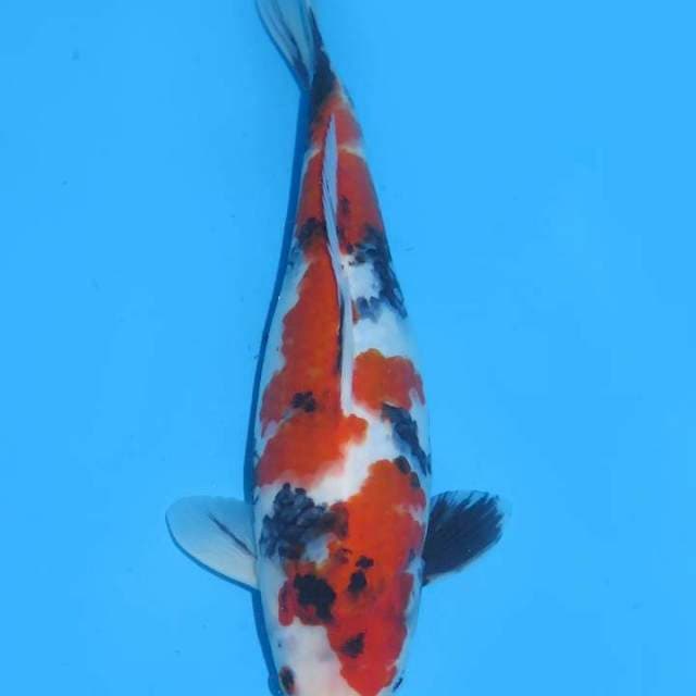37cm , Showa Original