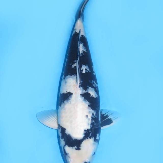 55cm , Jumbo Shiro No Bocor