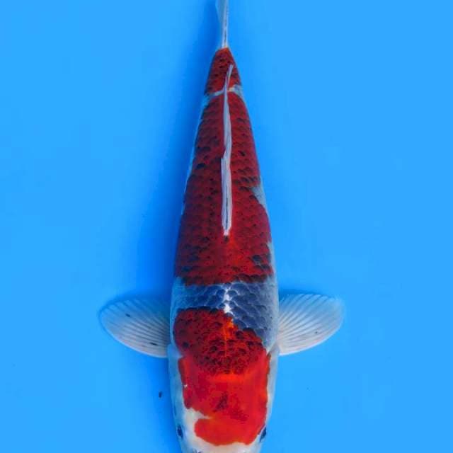 45cm , Jumbo Goshiki Ori