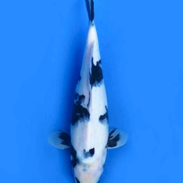 34cm , Shiro Utsuri Putih Salju
