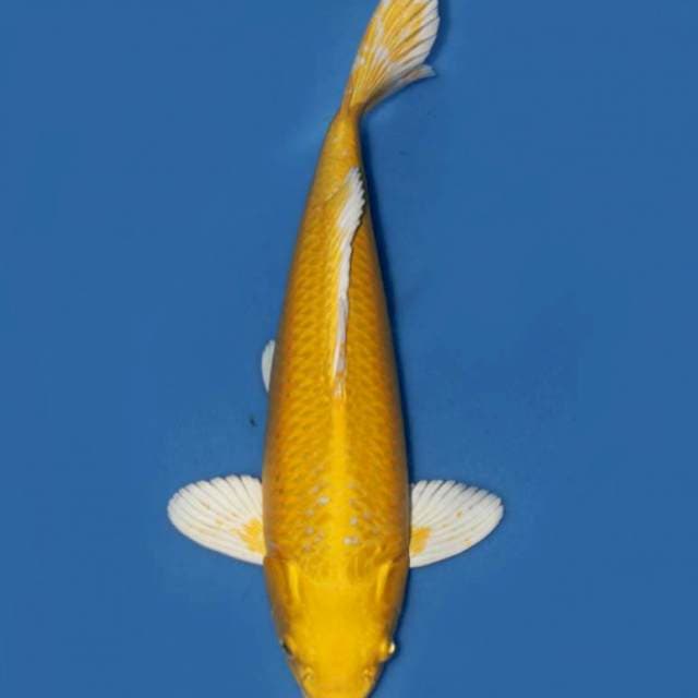40cm , Yamabuki Ogon No Bocor 