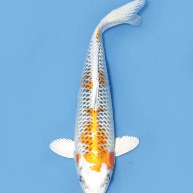 34cm , Kujaku 