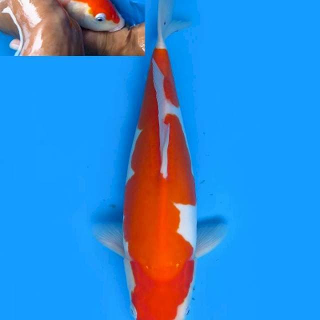 37cm , Doitsu Murni Kohaku