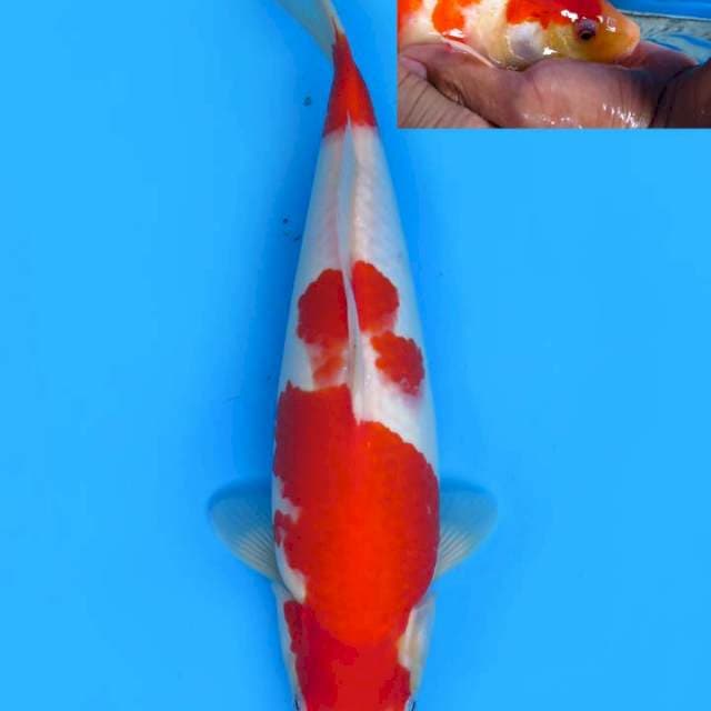 36cm , Kohaku Calon Bulky