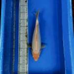 Shiromuji bulky 33cm male