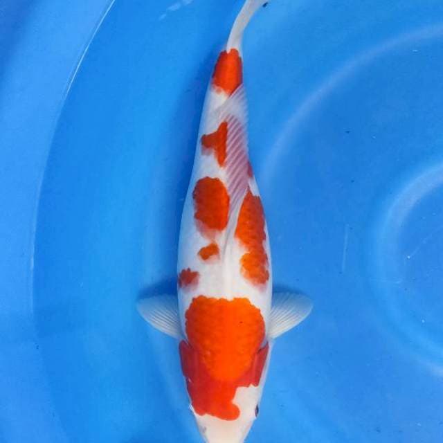 Kohaku 42cm calon jumbo