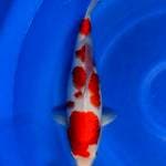 Kohaku 42cm calon jumbo