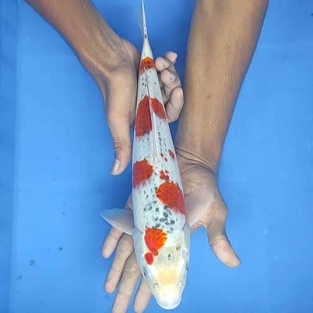 Kojaku 36cm