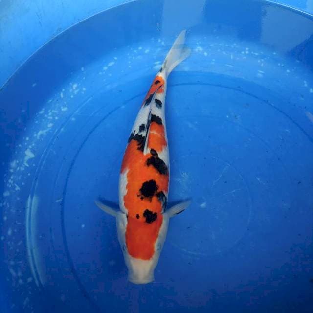 HQ Sanke 38cm