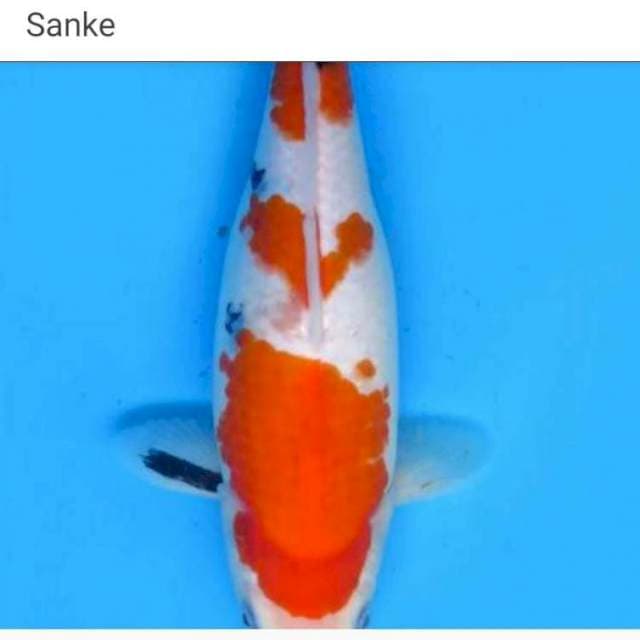 Sanke