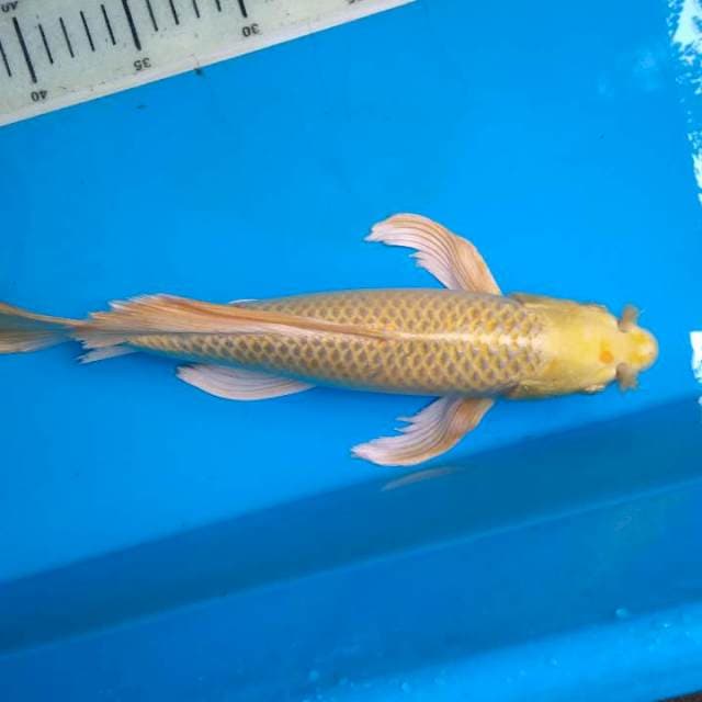 Kumpay ogon 35cm