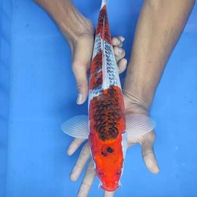 Kojaku 38cm