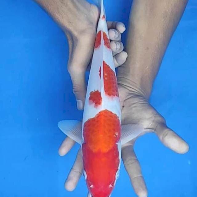 Kohaku 32cm