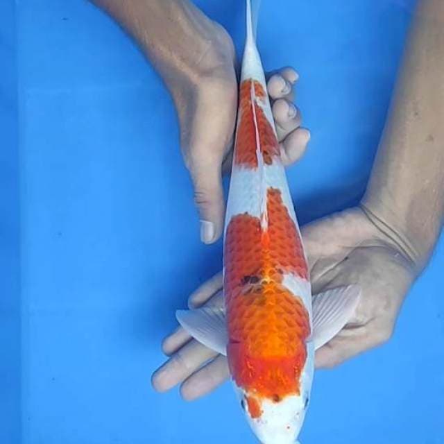 Kojaku 32cm