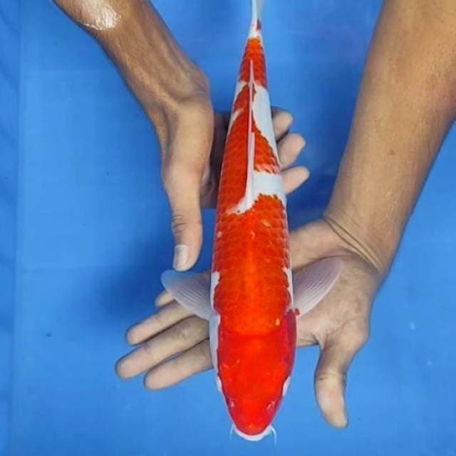 Kohaku 36cm