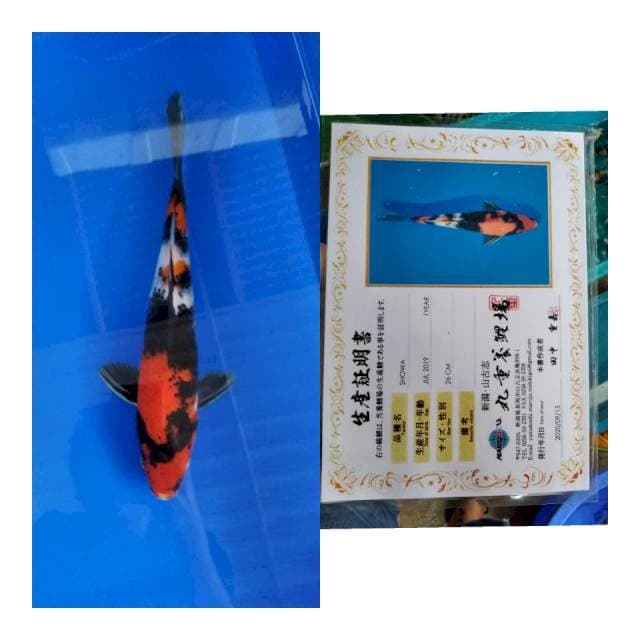 Showa MARUJYU koi farm
