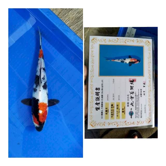 Showa MARUJYU koi farm