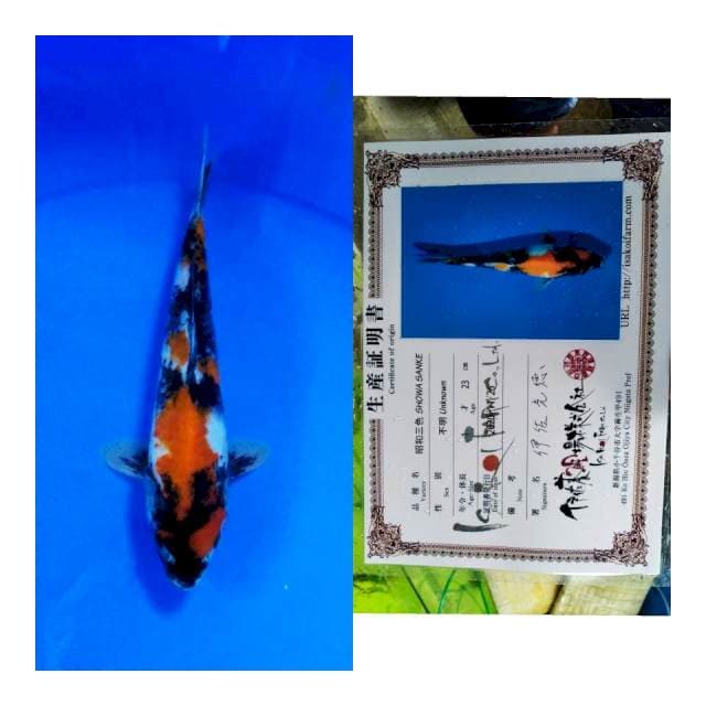 Showa ISA koi farm