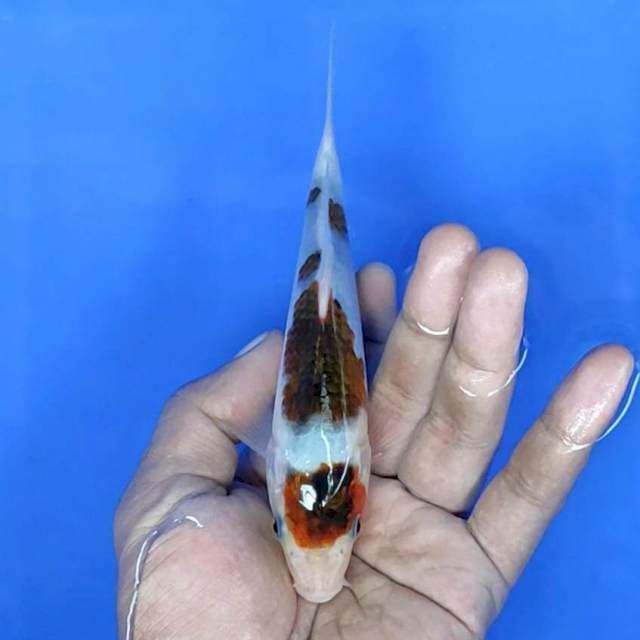 Goromo / 16 cm