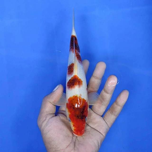Giromo ) 21 cm