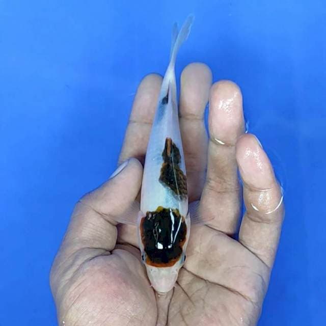 Goromo / 14 cm