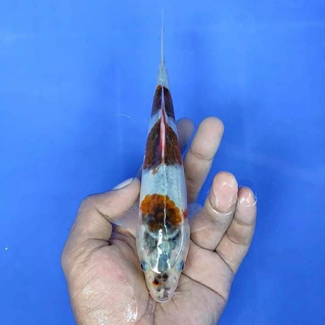 Goromo / 19 cm