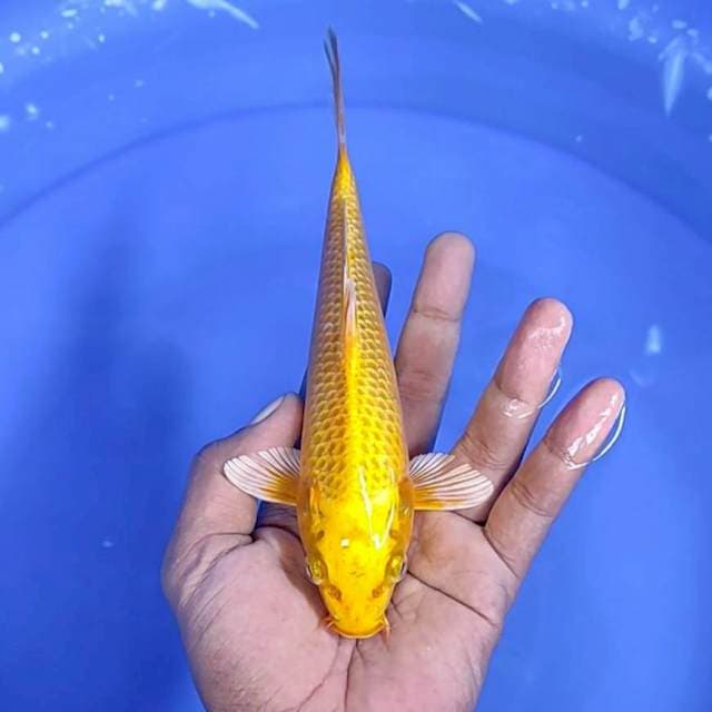 Yamabuki ogon / 20 cm