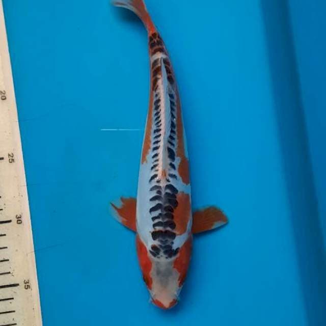 Hana Shusui 26cm