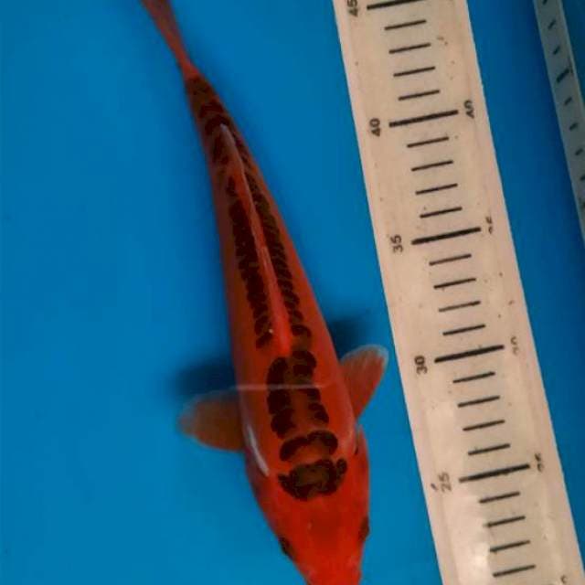 Shusui 25cm