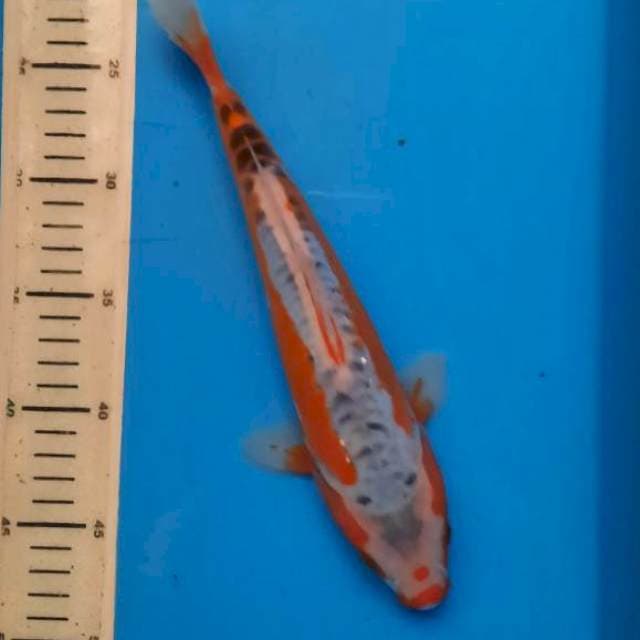 Hana Shusui 29cm
