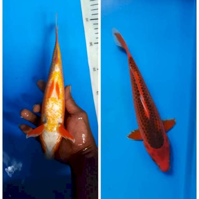Aka matsuba 25cm