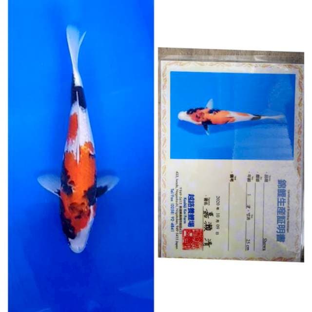 Showa Import serti Koshiji