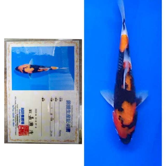 Showa Import Serti Koshiji