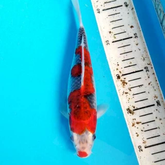 GOSHIKI RED 22 CM