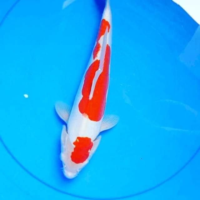 30CM Kohaku Doitsu