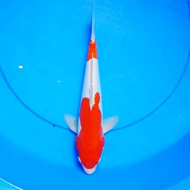 30CM Doitsu Murni