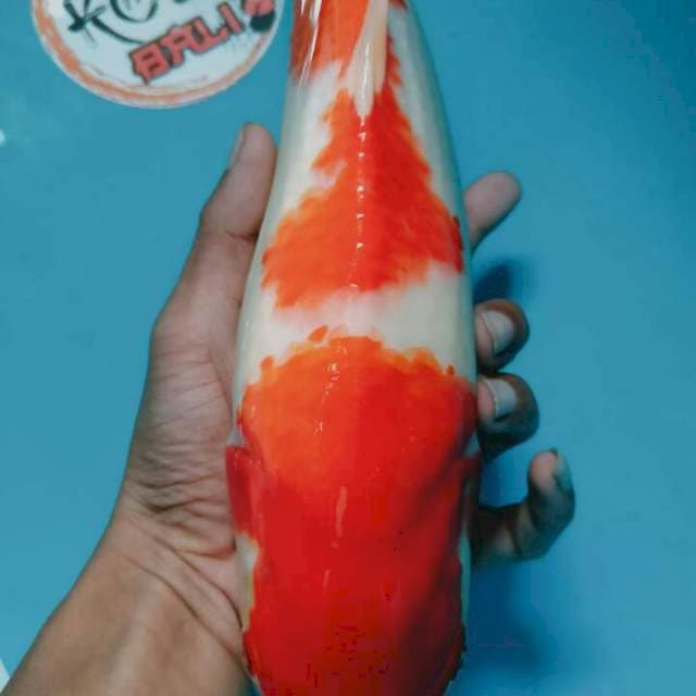 kohaku marudo sort body calon jumbo