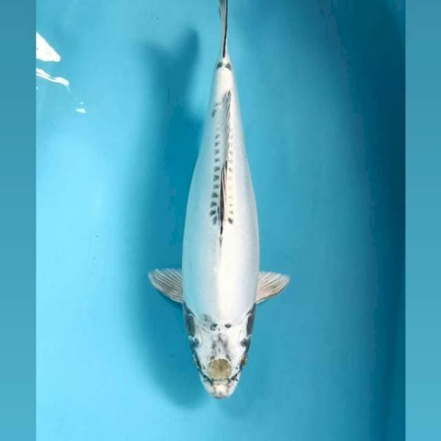 Kikokuryu, 40 cm