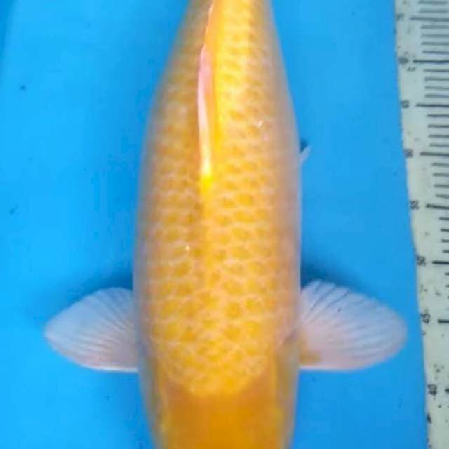 Karasi mata merah