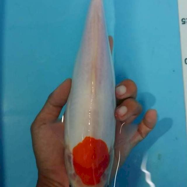 Ori Tancho doit bulky 28 cm