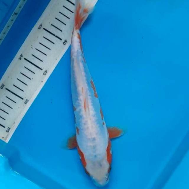 Khosui 27cm