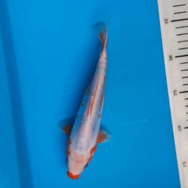 Khosui 24cm