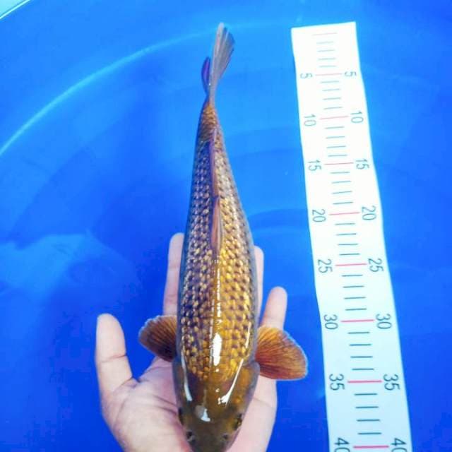 MIDORI GINRIN 34CM