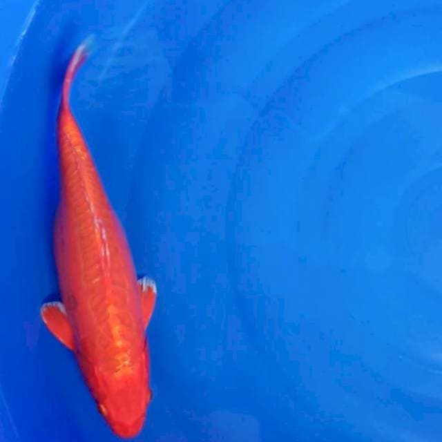 HARIWAKE 35CM