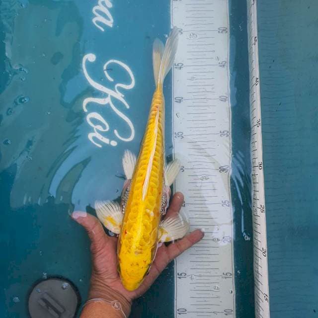 Ogon kumpay 35cm