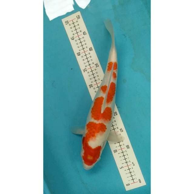 kohaku 45 cm