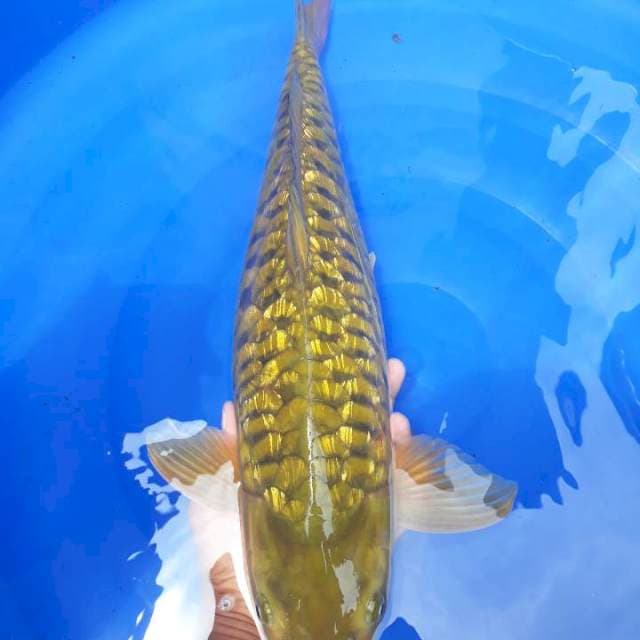 MIDORI ARAGOKE GINRIN 52cm