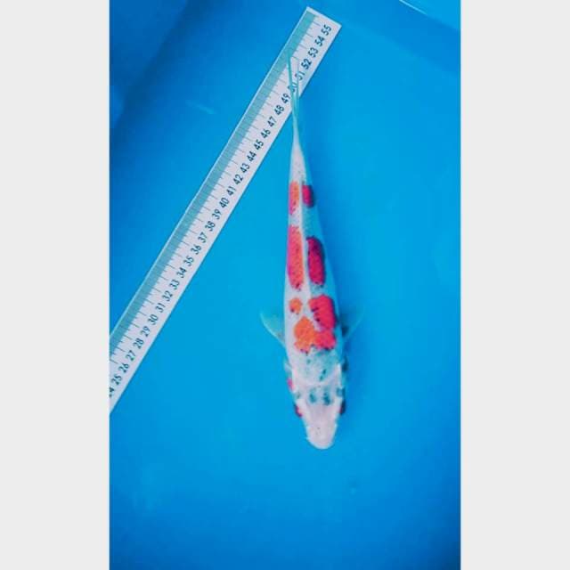 Goshiki 26 cm