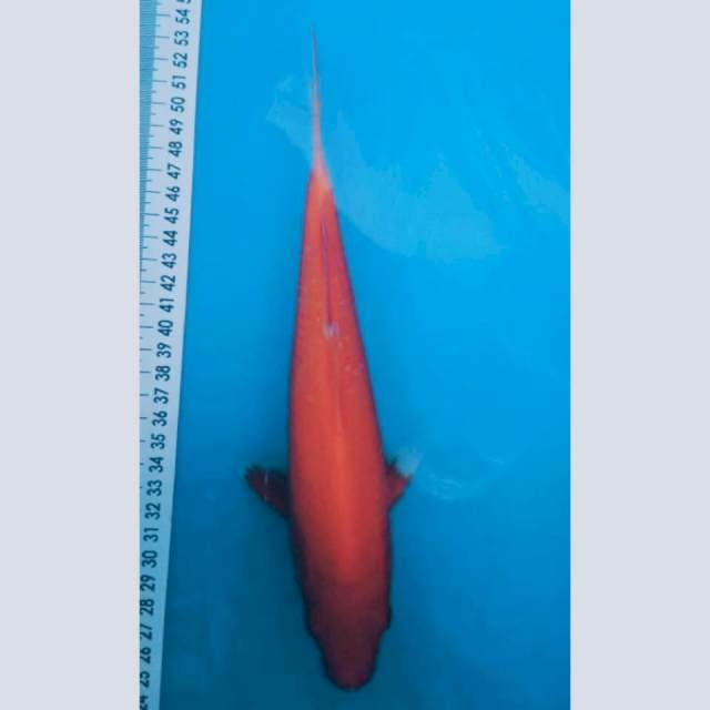 Benigoi plus 26 cm